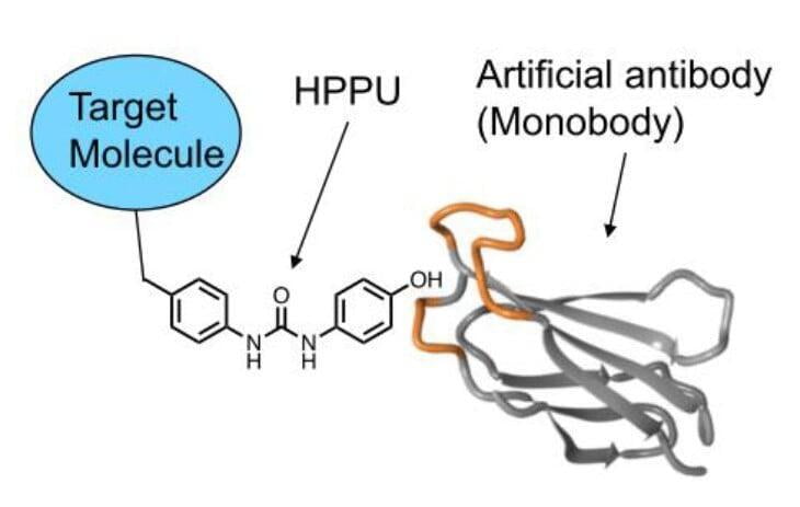 新たなリガンド-プロテイン系：HPPU-人工抗体（Monobody）